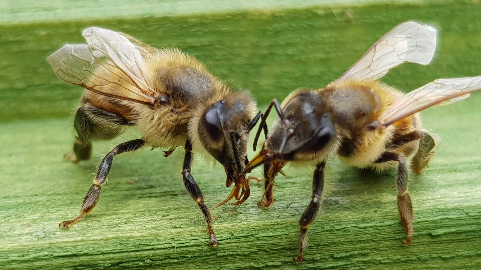 Zwei Bienen aus Ritzerau